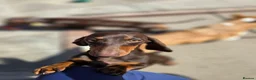 Miniature Dachshund dogs for sale: Kc Miniature Dachshund ❤️ - Advert 2