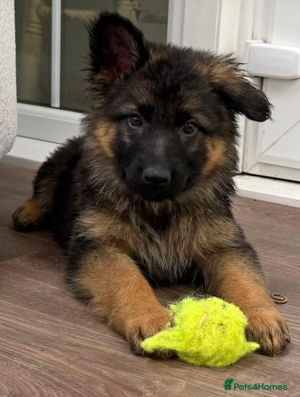 Mixed Breed dogs Only 1girl left! 🥰German Shepherd pups  - Advert 2