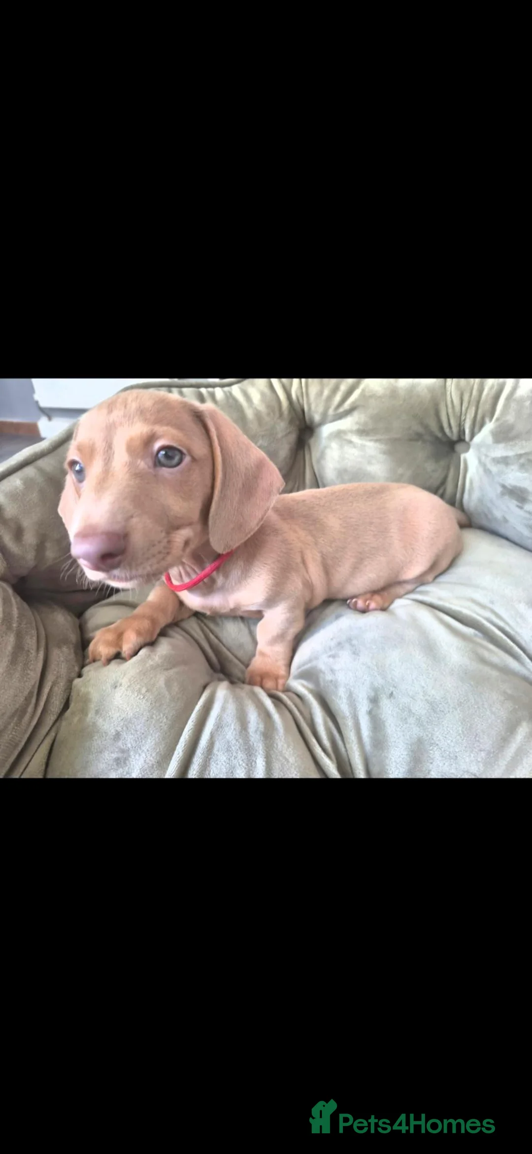 Miniature Dachshund dogs for sale: Beautiful miniture Dachshunds in Hull - Advert 11