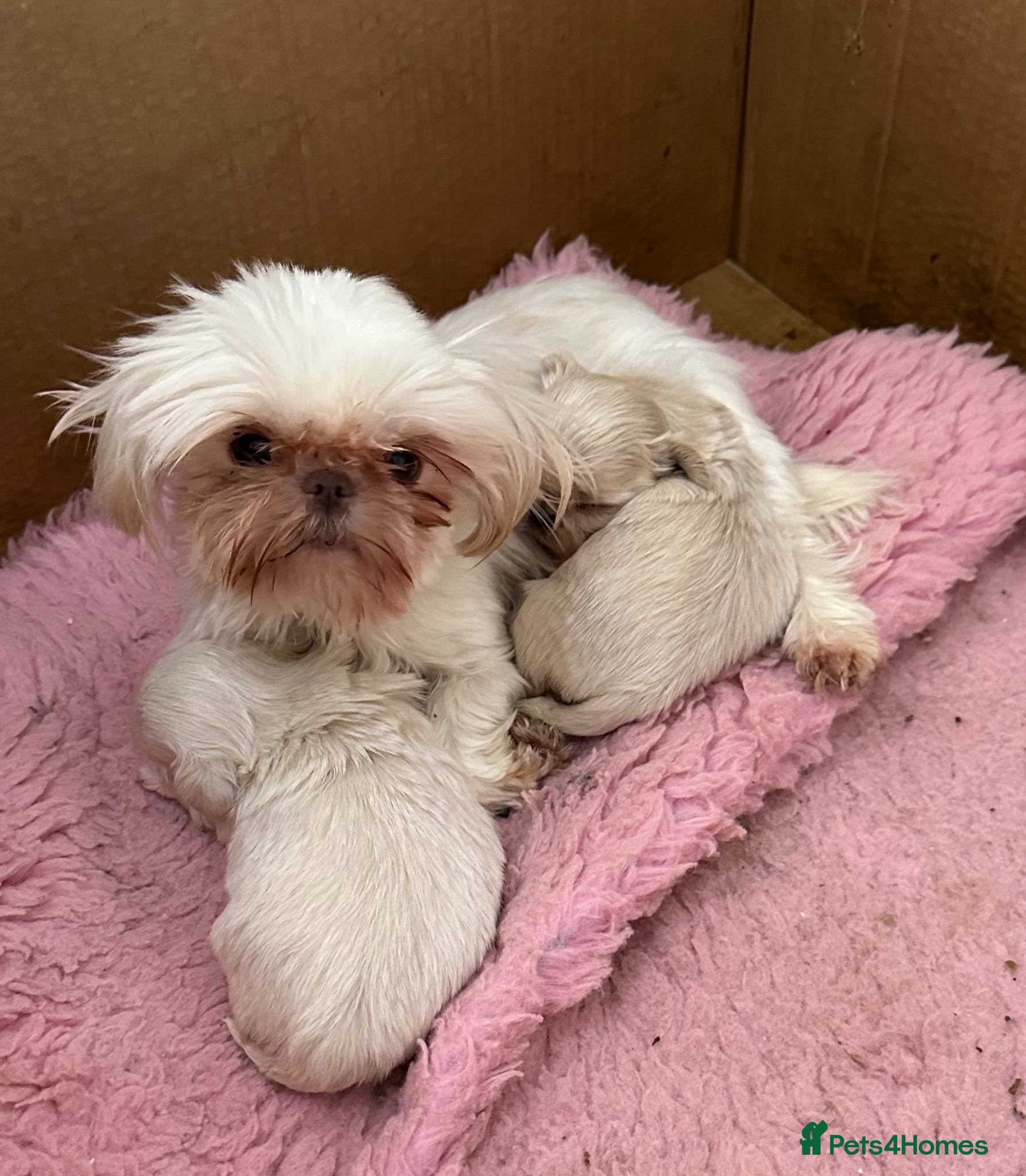 Shih Tzu dogs Imperial tiny shihtzu puppies  - Advert 2