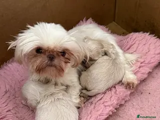 Shih Tzu dogs Imperial tiny shihtzu puppies - Advert 2