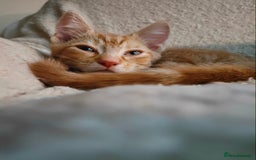 Domestic Shorthair cats for sale: Last of the litter ginger kitten ready to go - Image 1