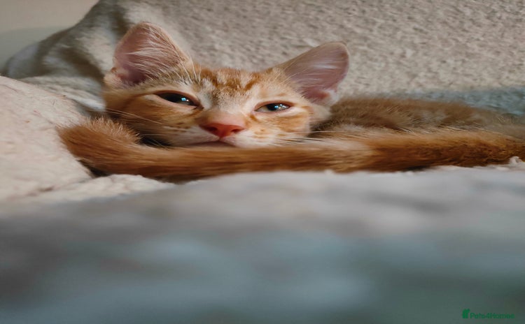 Domestic Shorthair cats - Advert 3