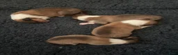 Rough Collie dogs for sale: Shaded Sable Rough Collie puppies  - Advert 12
