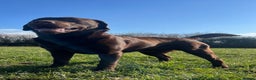 Labrador Retriever dogs for stud: Offering For Stud-KC Registered Chocolate Labrador in Launceston - Advert 2