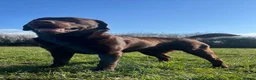 Labrador Retriever dogs for stud: Offering For Stud-KC Registered Chocolate Labrador in Launceston - Advert 2