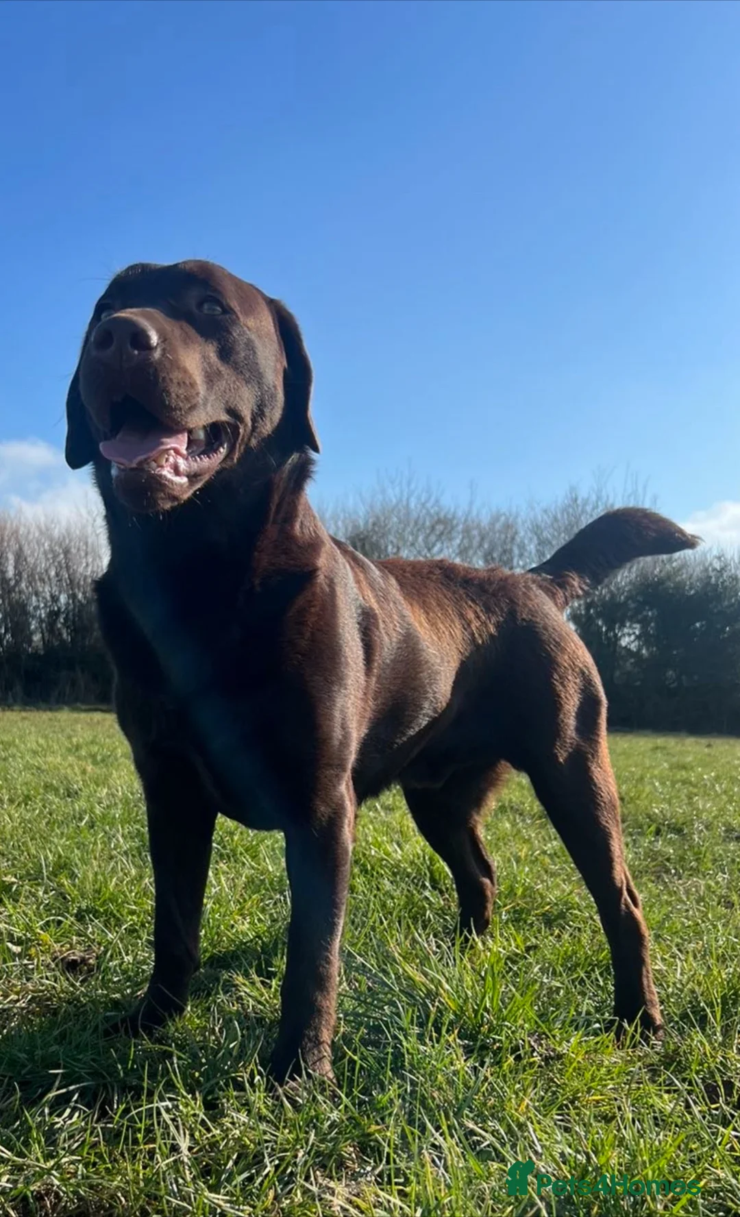 Labrador Retriever dogs for stud: Offering For Stud-KC Registered Chocolate Labrador in Launceston - Advert 2