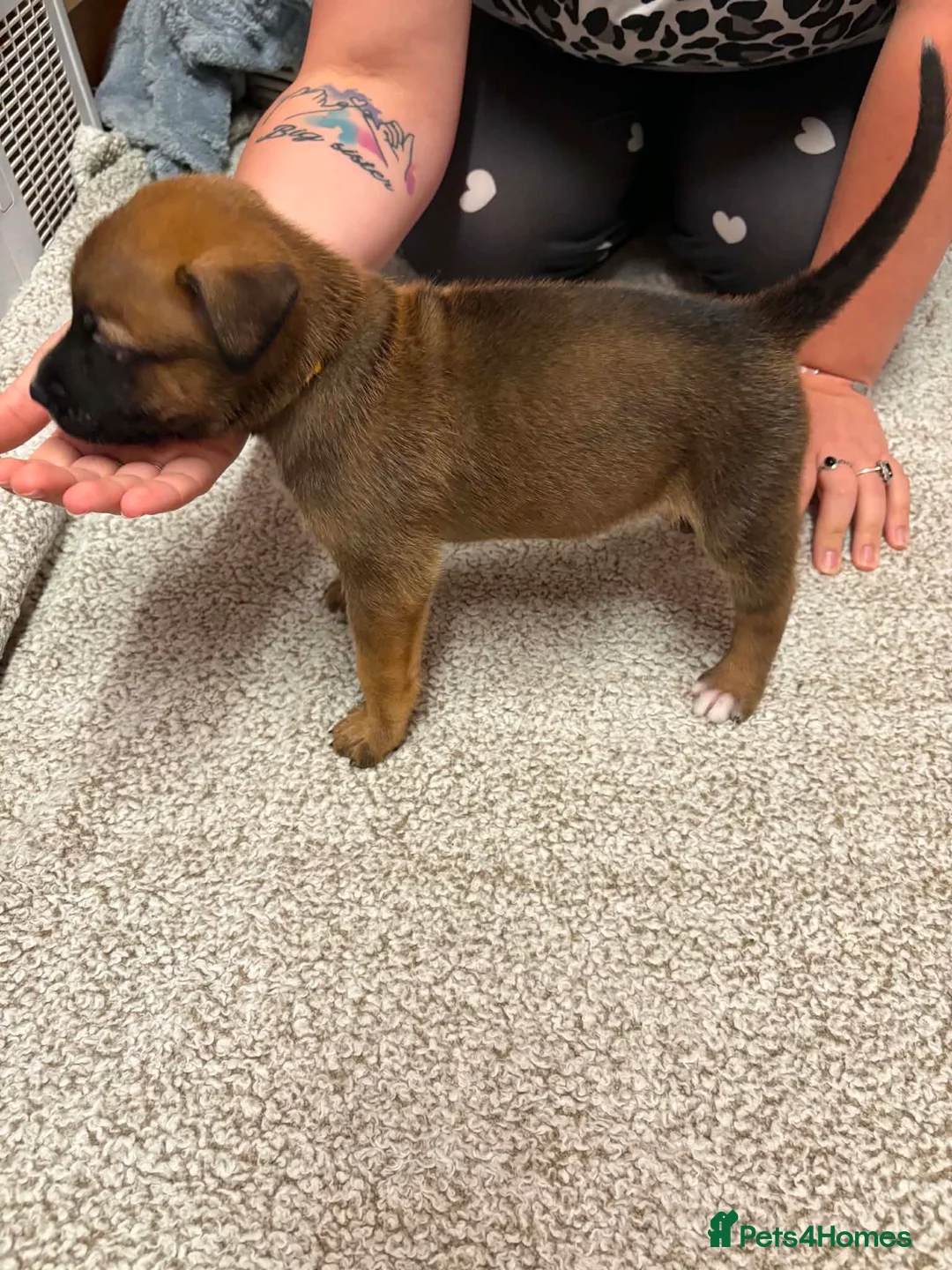 Mixed Breed dogs for sale: 9 beautiful GSD x Staffy Pups For Sale in Burnley - Advert 15