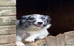 Border Collie dogs for sale: 5 beautiful border collie pups  - Image 2