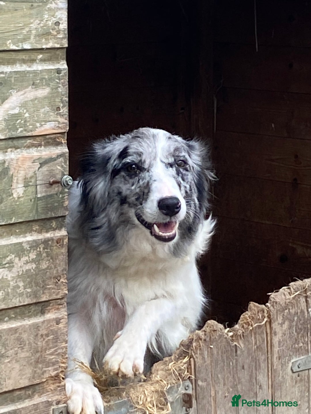 Border Collie dogs for sale: 5 beautiful border collie pups  - Image 2
