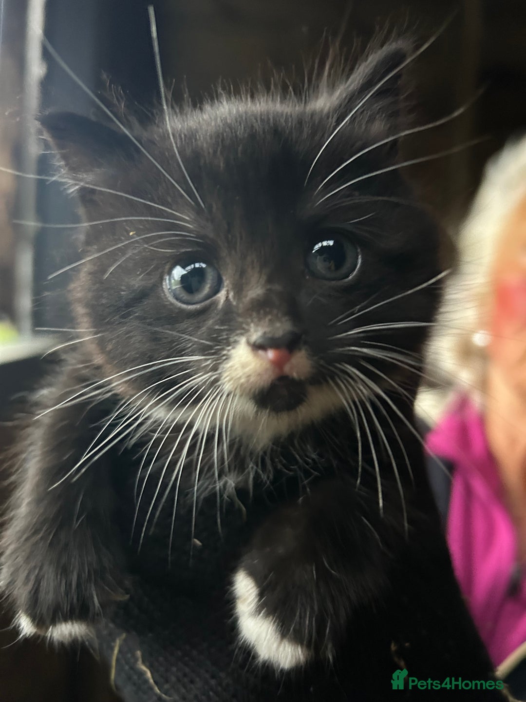 Ragdoll cats for sale: Rag doll X Kittens  - Advert 2