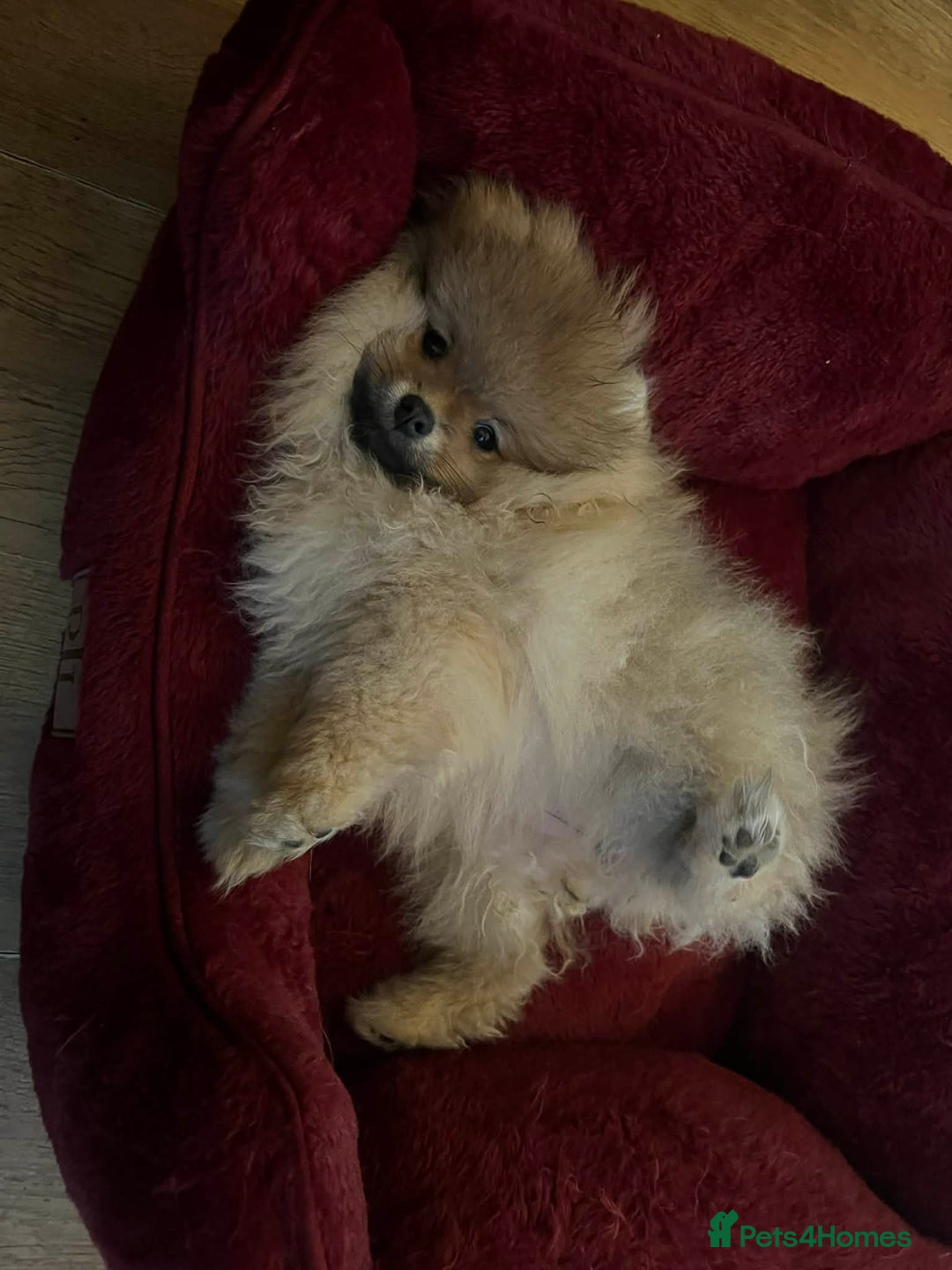 Pomeranian dogs for sale: Russian bloodline pomeranian Kc registered  - Advert 9