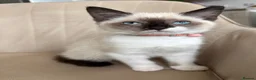 Ragdoll cats for sale: 6 month old Ragdoll x Scottish straight - Advert 4