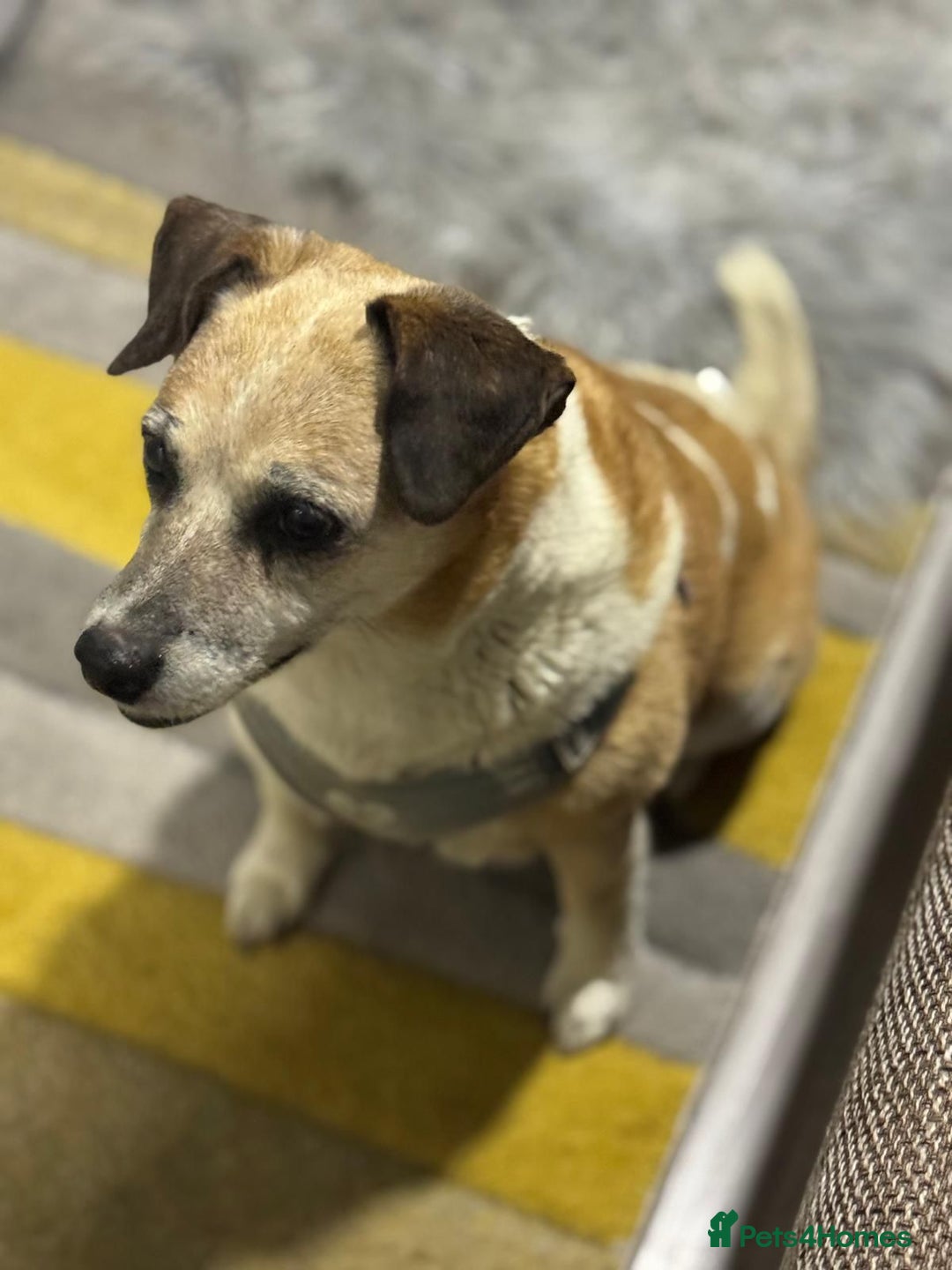 Mixed Breed dogs for adoption: Sweetheart Folti needs her home - Advert 2