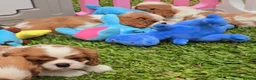 Cavalier King Charles Spaniel dogs for sale: Cavalier King Charles Spaniel Puppies Available - Advert 6