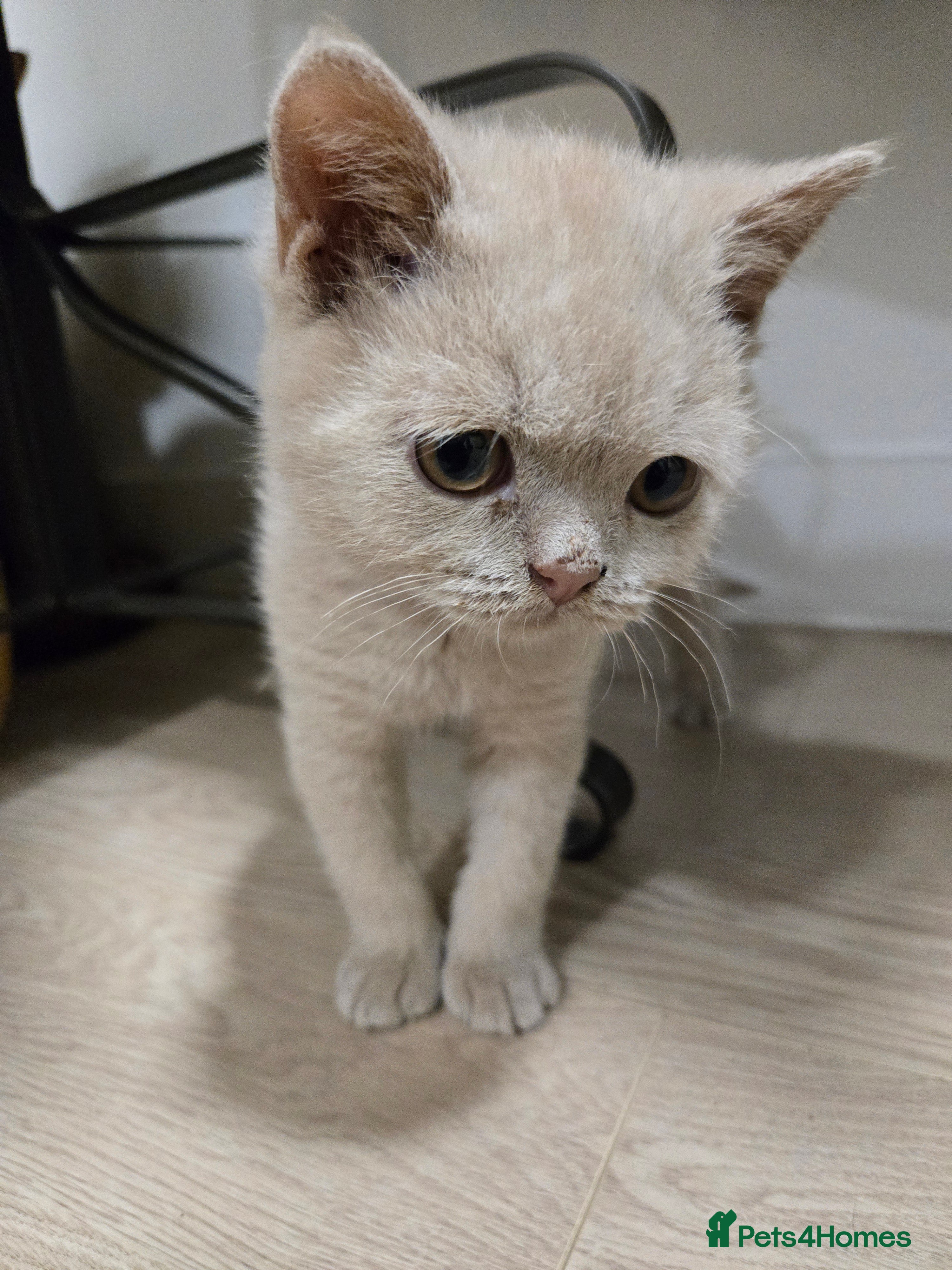 British Shorthair cats RARE Fawn British Shorthair Kitten £900 - Advert 6