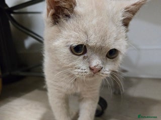 British Shorthair cats RARE Fawn British Shorthair Kitten £900 - Advert 6