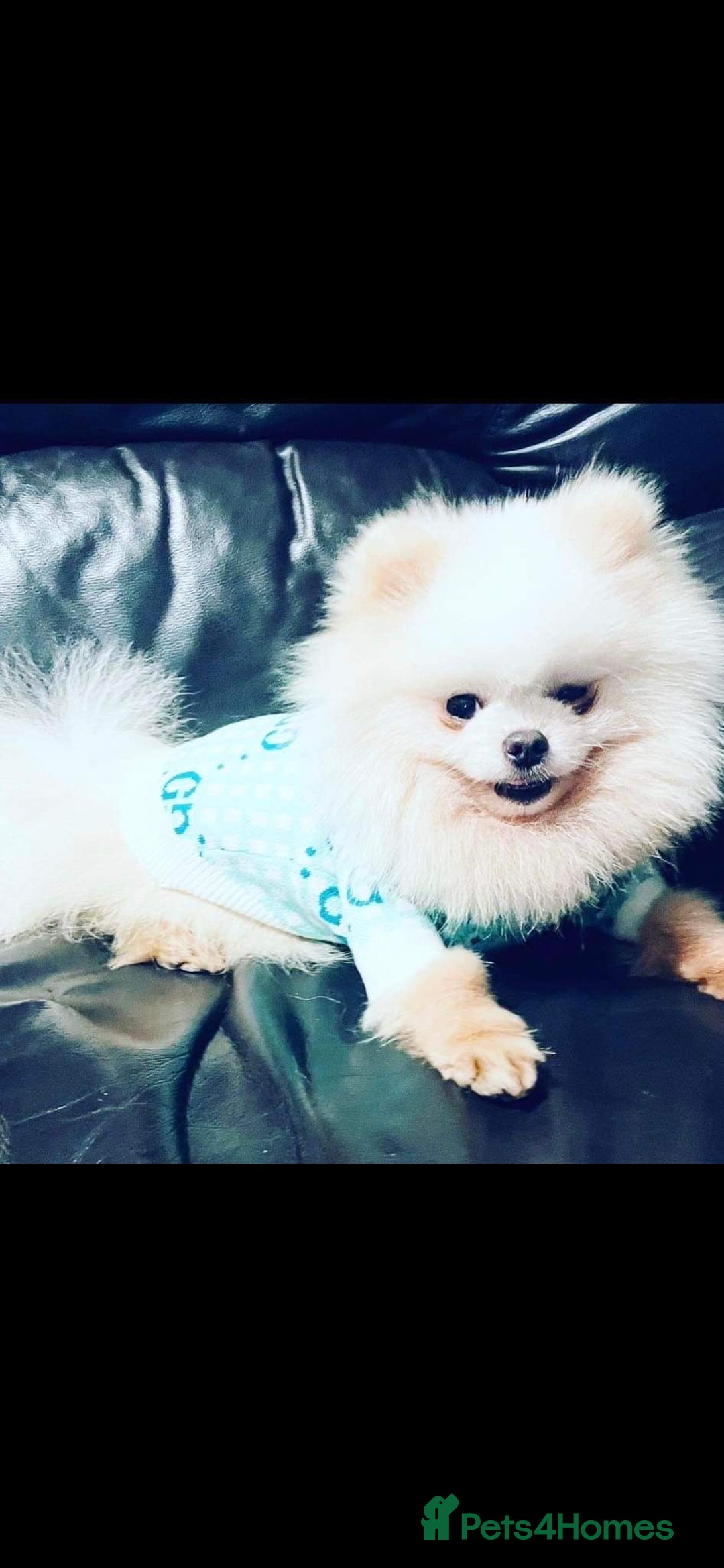 Pomeranian dogs for sale: Kc Reg Pomeranian Pups - Advert 23