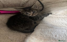 Mixed Breed cats for sale: 3 Female Kittens Available  - Image 10