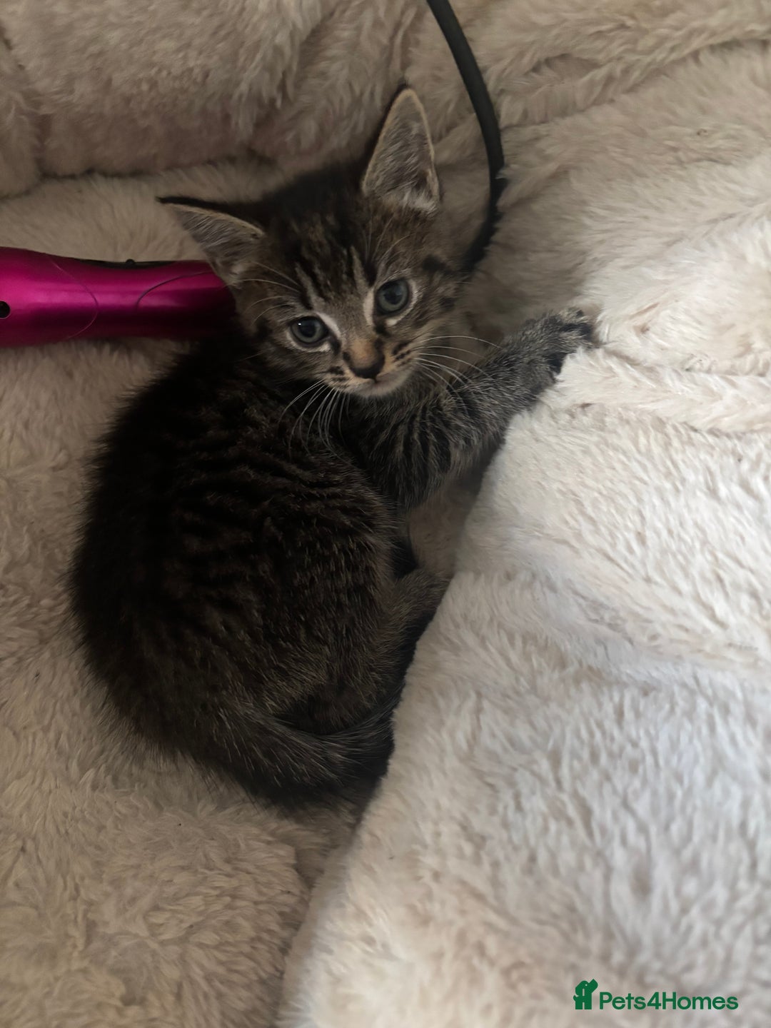 Mixed Breed cats for sale: 3 Female Kittens Available  - Image 10