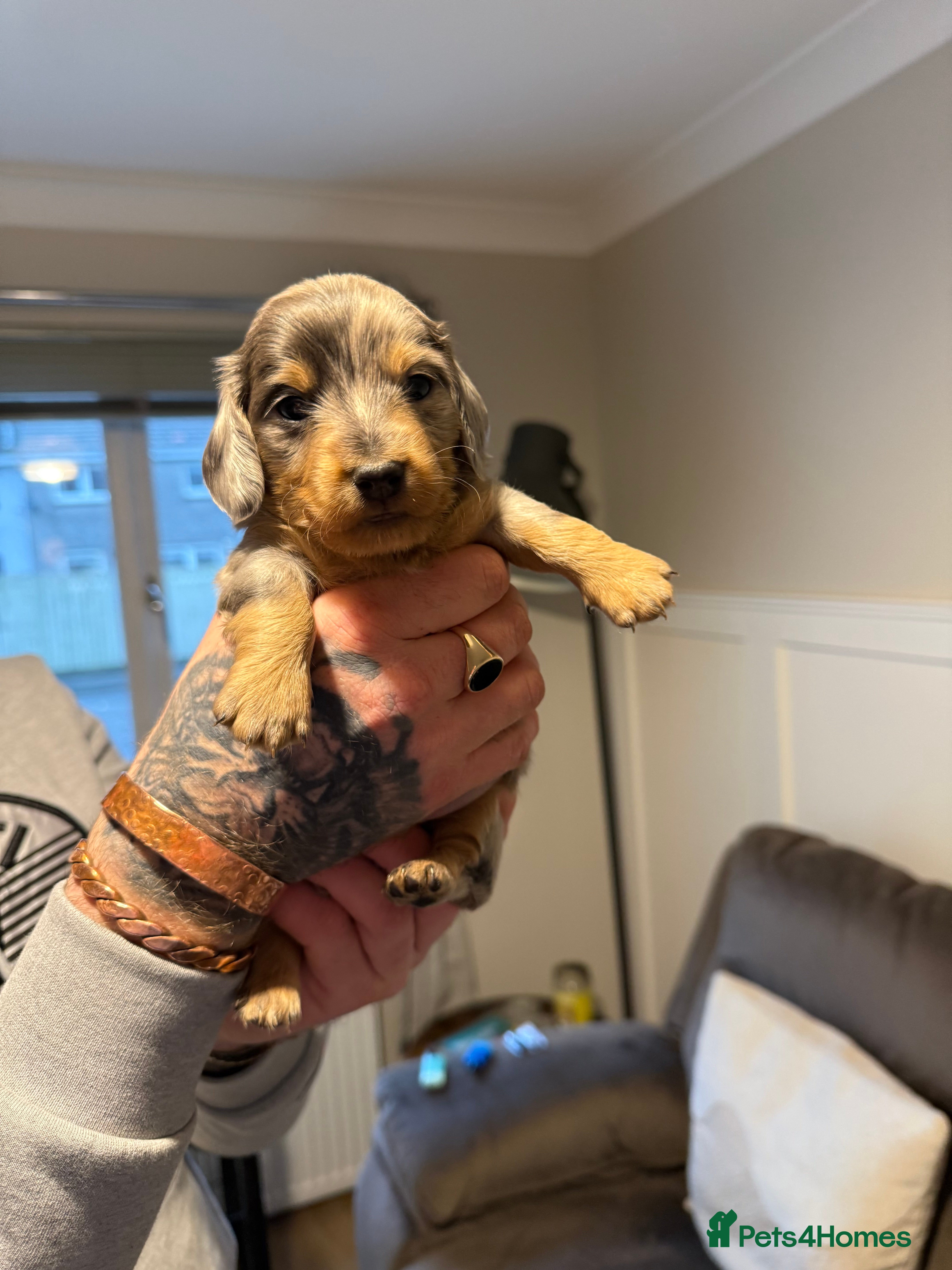 Miniature Dachshund dogs Miniature Dachshunds  - Advert 6