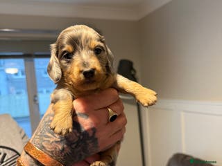 Miniature Dachshund dogs Miniature Dachshunds - Advert 6