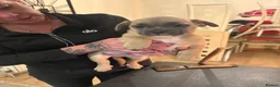 Mixed Breed dogs for sale: Frenchie cross jackapom in Halifax - Advert 13