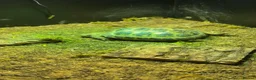 Hermann Tortoise reptiles for sale: Hermann tortoise   in Dundee - Advert 4