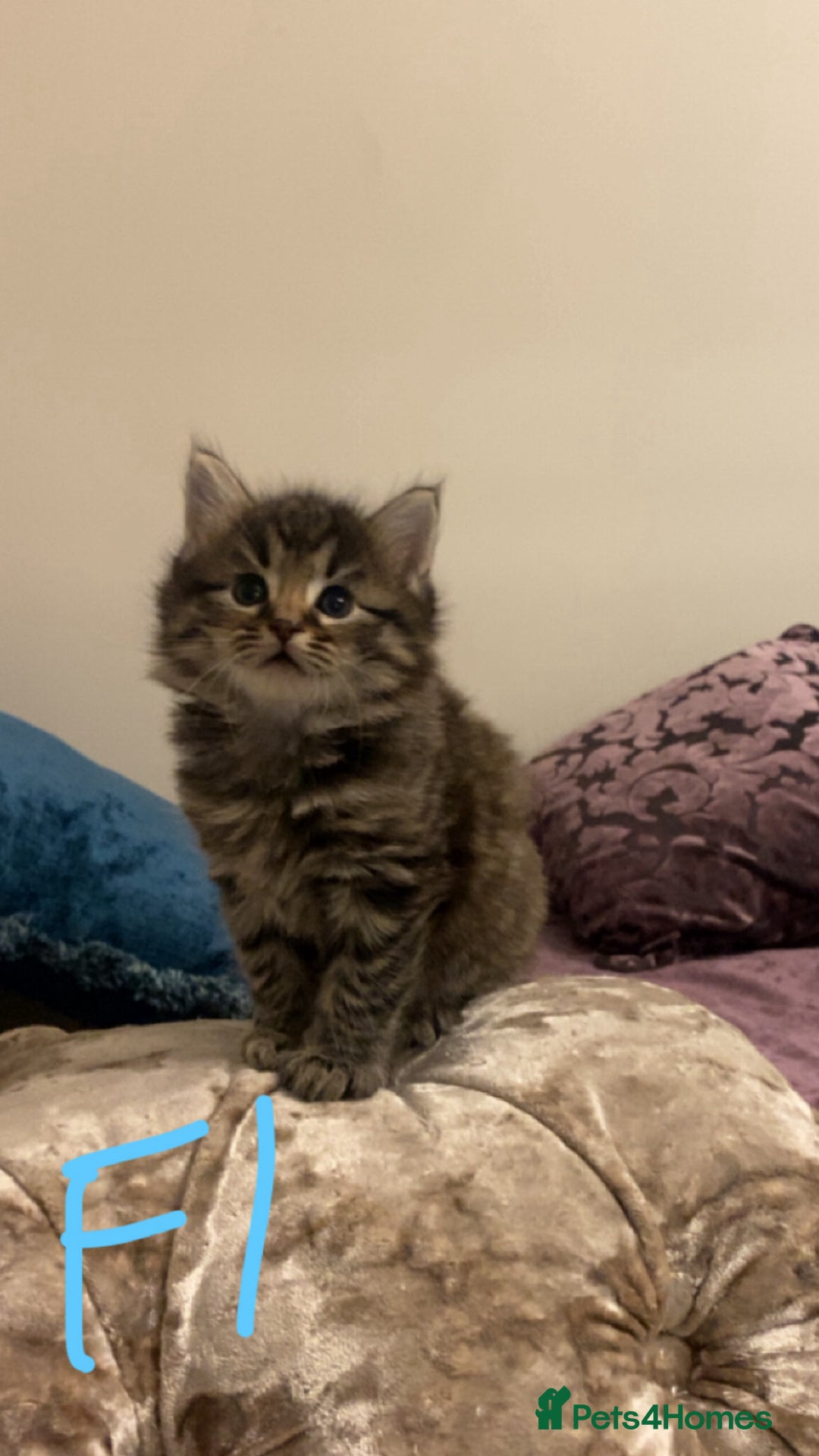 Mixed Breed cats for sale: 4x Tabby😻Babies ready ✅  - Advert 4