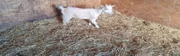 Goats livestock for sale: Lovely pygmy goats 🐐  - Advert 4