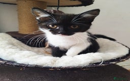 Persian cats for sale:  Persian Crossbreed Kittens Looking for  Home - Image 16