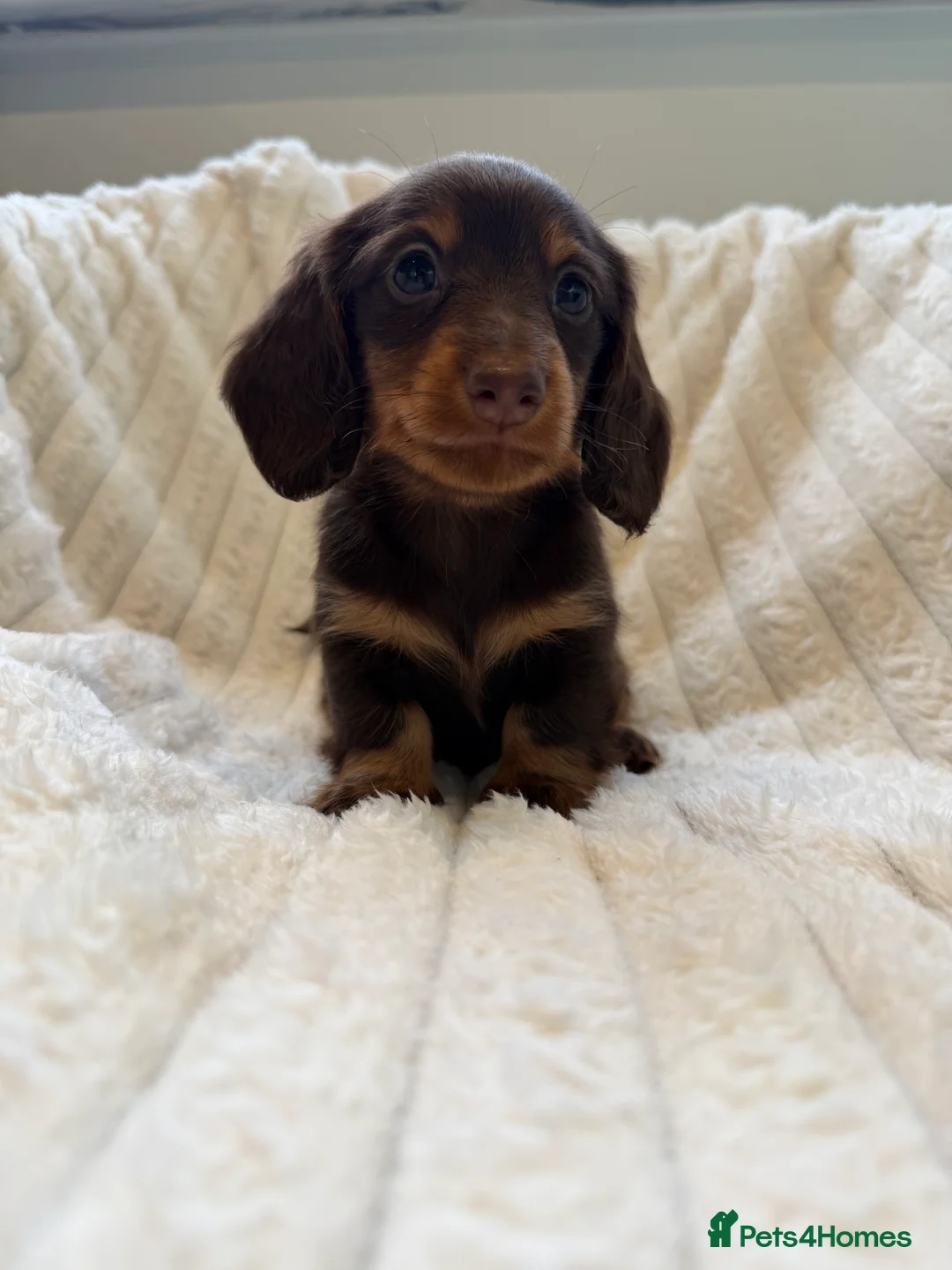 Miniature Dachshund dogs for sale: 1 male miniature longhaired left ready tomorrow  - Advert 6