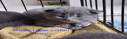 Maine Coon cats for sale: Maine Coon kittens ( 3weeks old ) - Advert 19
