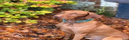 Hungarian Vizsla dogs for stud: Proven KC Registered Hungarian Vizsla in Reading - Advert 21