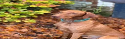 Hungarian Vizsla dogs for stud: Proven KC Registered Hungarian Vizsla in Reading - Advert 21