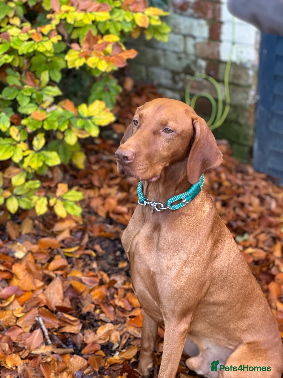 Hungarian Vizsla dogs for stud: Proven KC Registered Hungarian Vizsla in Reading - Advert 21