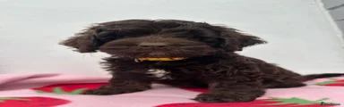 Cockapoo 6
