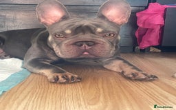 French Bulldog dogs for sale: Beautiful Grey Isabella coat french bulldog - Image 4