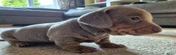 Miniature Dachshund dogs for sale: 2 beautiful miniature dachshund pups - Advert 7