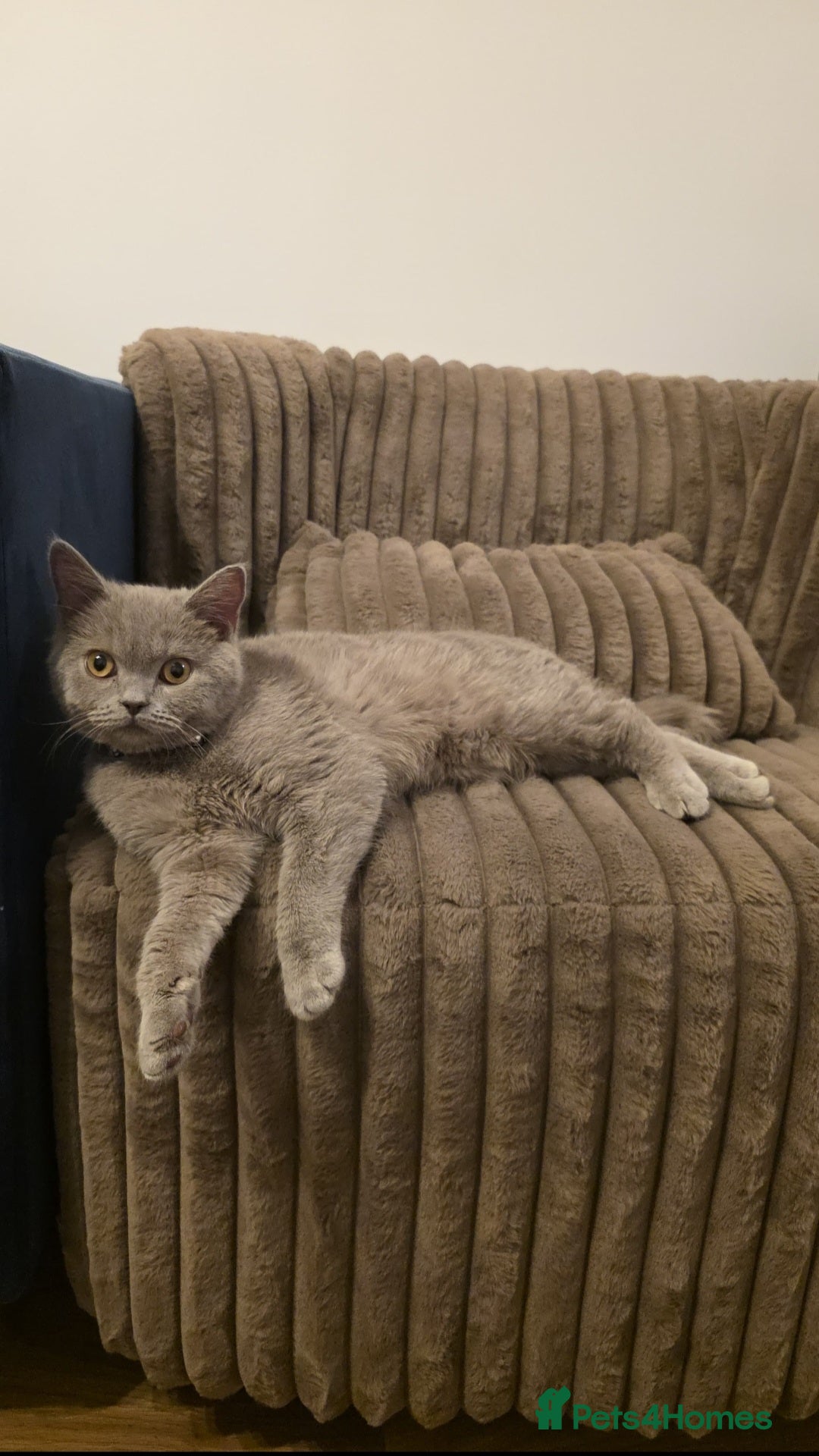 British Shorthair cats British Shorthair - Advert 1