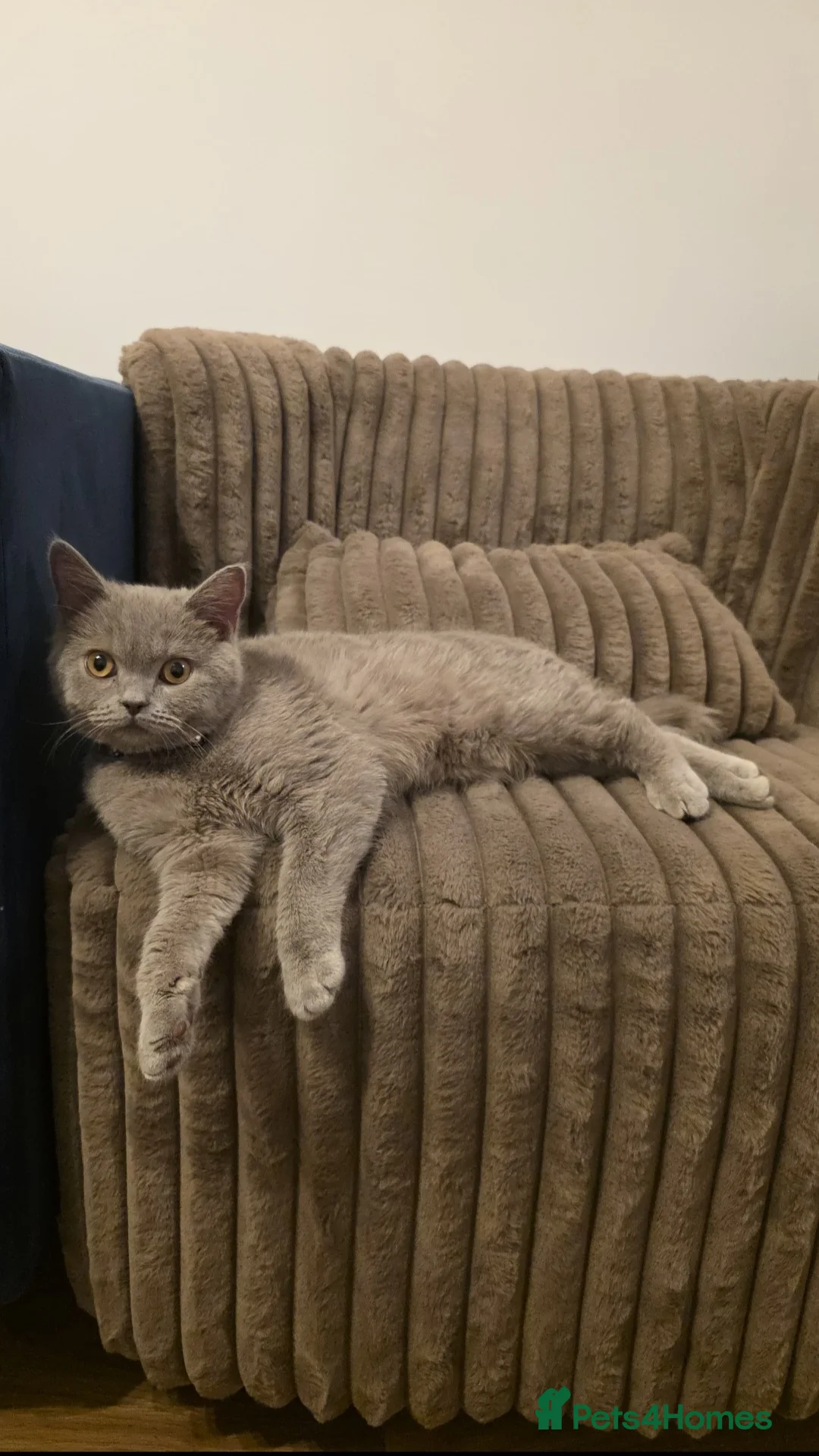 British Shorthair cats for sale: British Shorthair in Morden - Advert 1