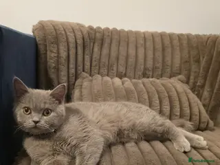 British Shorthair cats British Shorthair - Advert 2