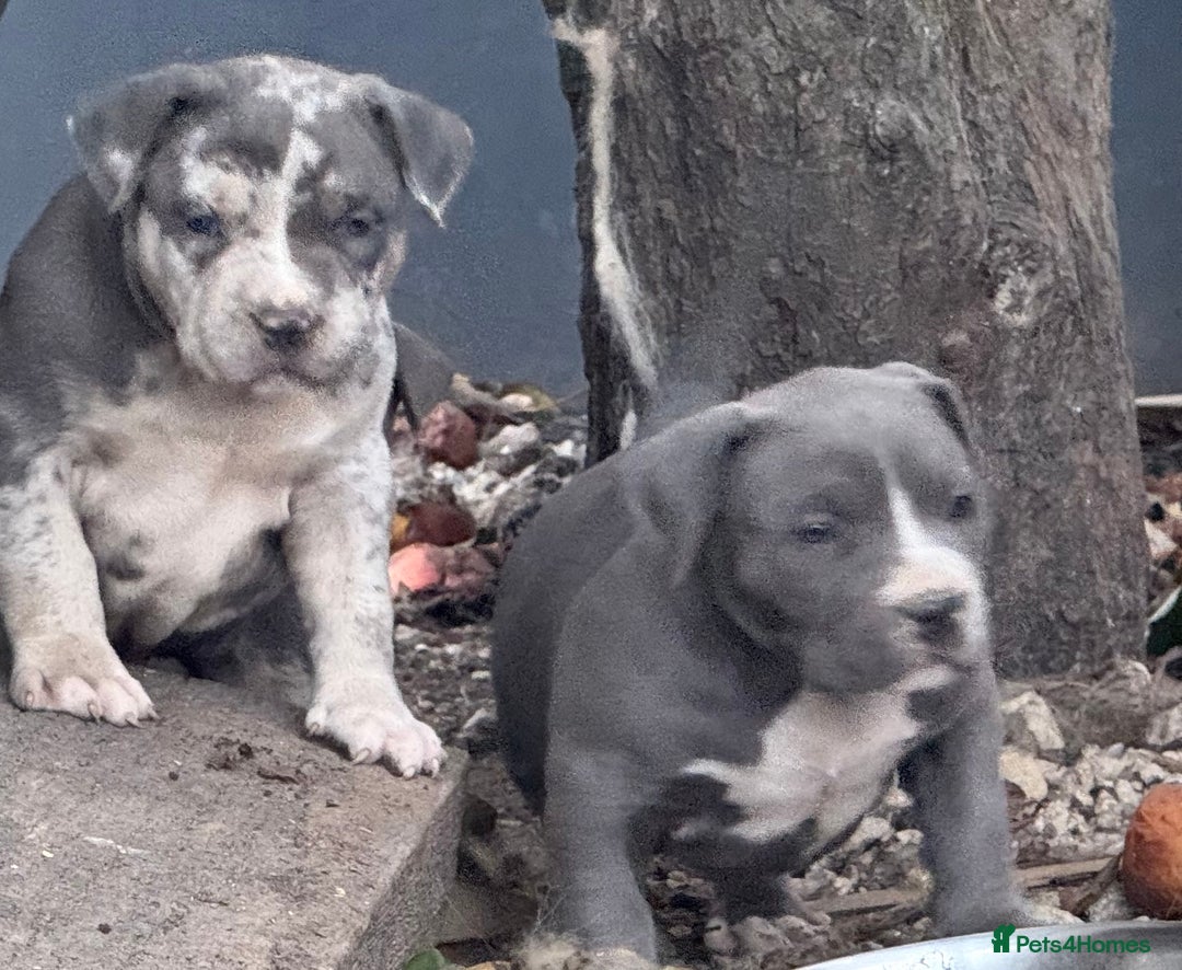 American Bully dogs for sale: Pocket bully puppies ready soon  - Image 13