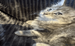 Maine Coon cats for sale: Maine coon kittens -2 boys and 1 girls left - Image 21