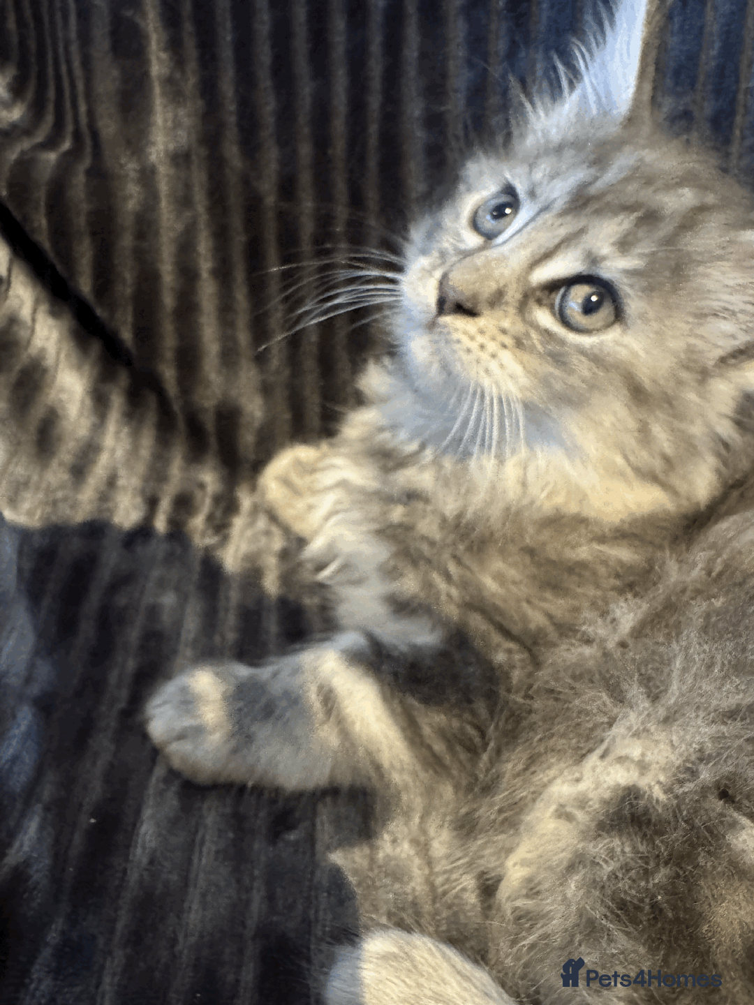 Maine Coon cats for sale: Maine coon kittens -2 boys and 1 girls left - Image 21