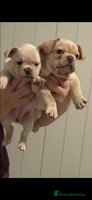 French Bulldog dogs ⚡️🐾 4 Adorable French bulldog puppies 🐾⚡️ - Advert 3