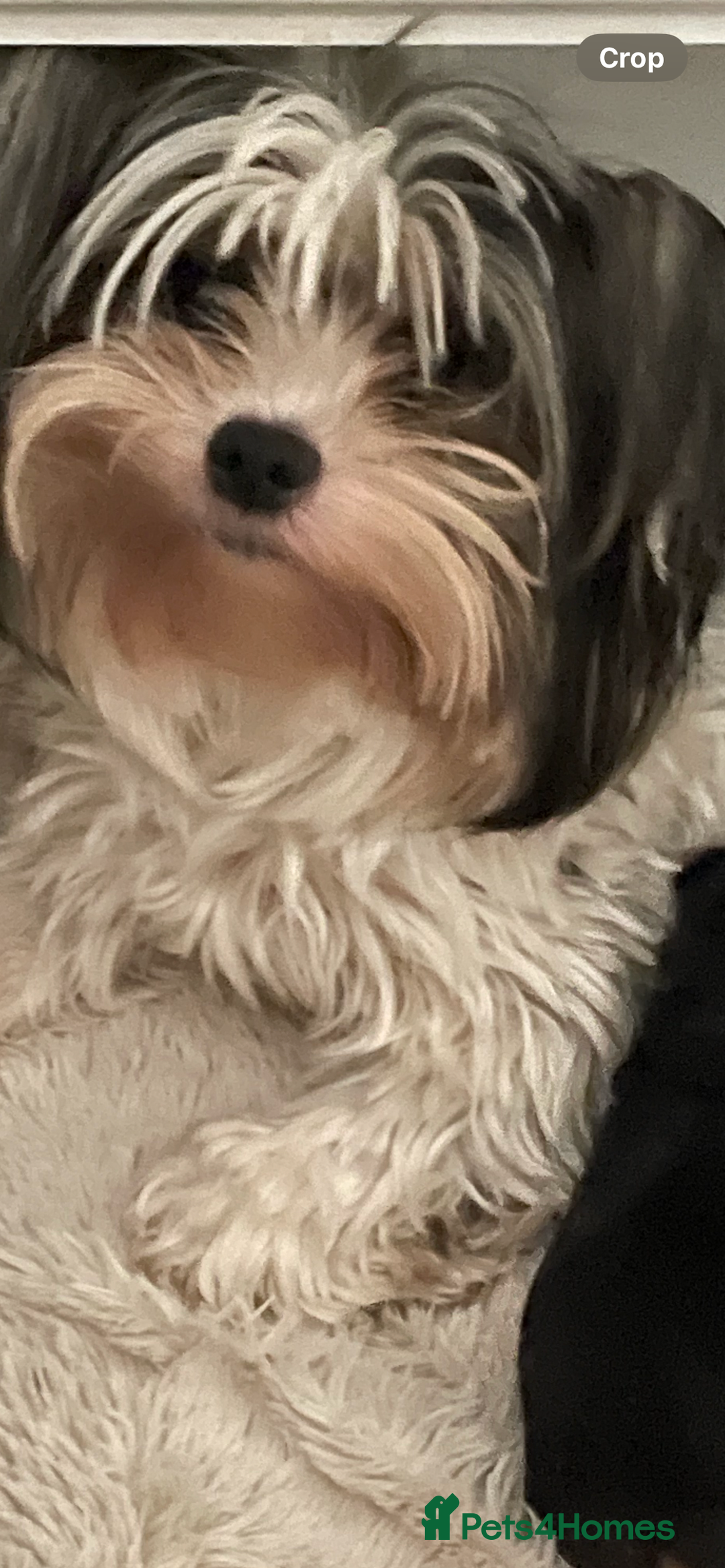 Biewer Terrier dogs for sale: FEMALE BIEWER TERRIER, ready to go  - Advert 1