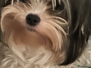 Biewer Terrier dogs FEMALE BIEWER TERRIER, ready to go - Advert 4