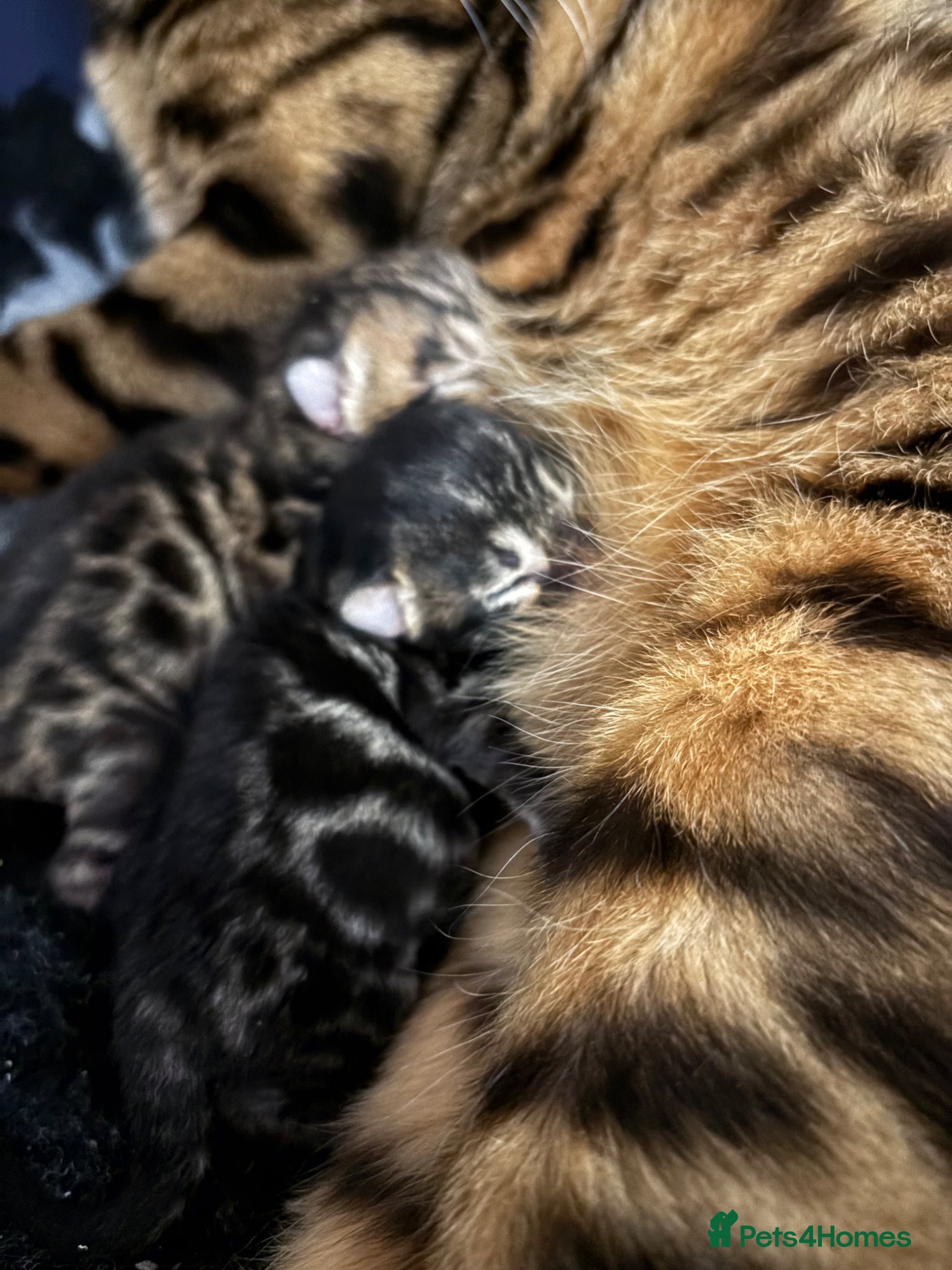 Bengal cats Adorable TICA registered Bengal Kittens - Advert 1