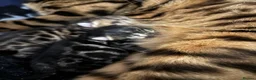 Bengal cats for sale: Adorable TICA registered Bengal Kittens - Advert 5